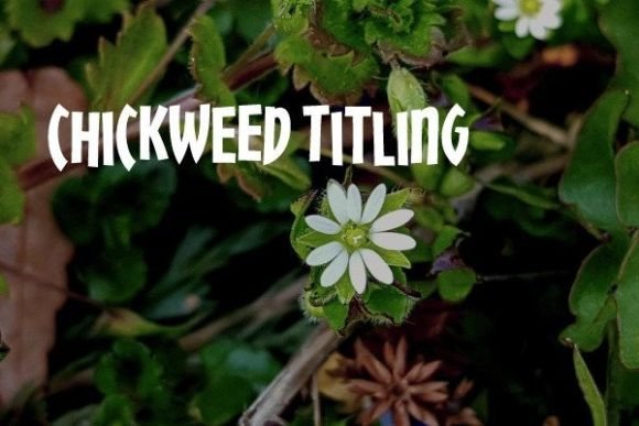 Chickweed Titling Font Review